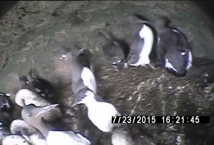 写真１：巣立ち直前のヒナ（7月23日撮影）