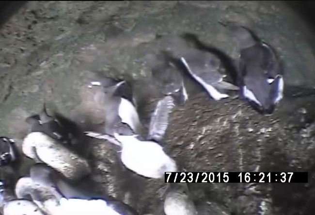 写真：7月23日巣立ち直前のヒナ（中央）