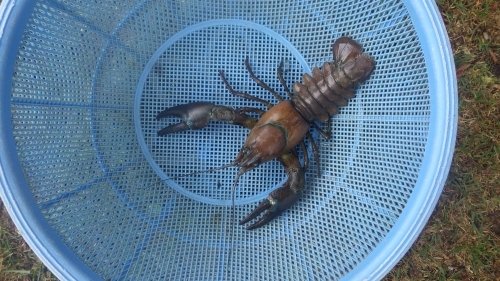 ある日の最大＃