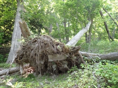 洞爺湖地区PV活動