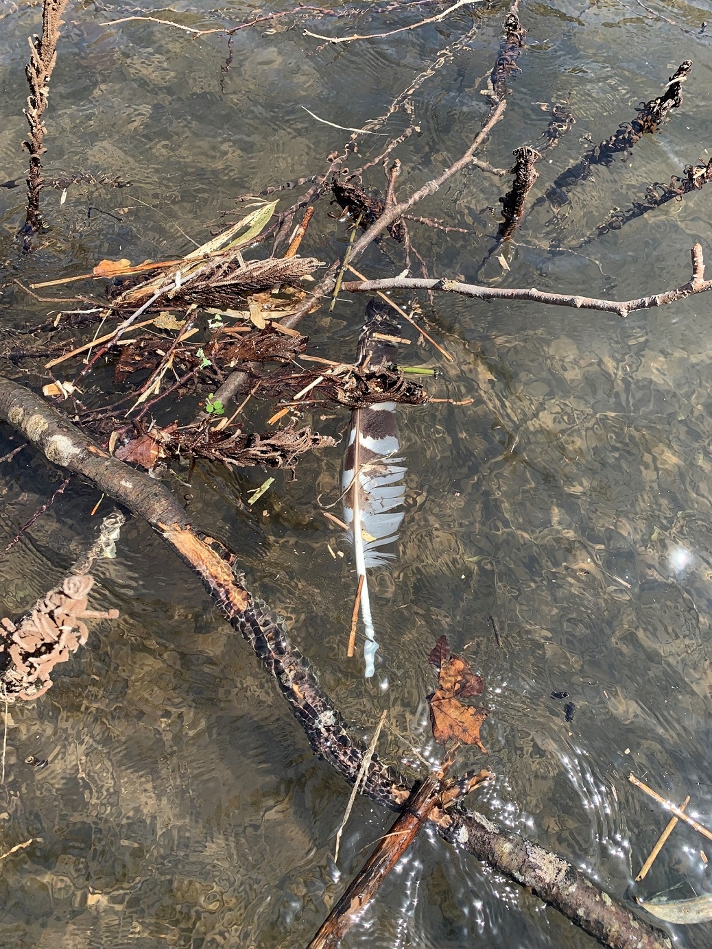 散歩中に見つけた羽