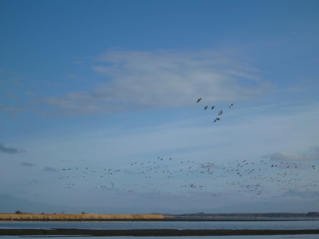 代替えテキスト
