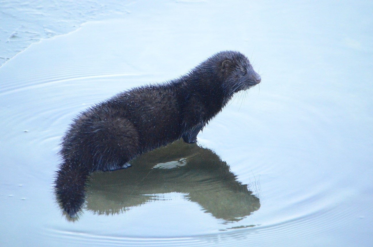 ALTテキスト＃「ボッケで出会ったアメリカミンク」