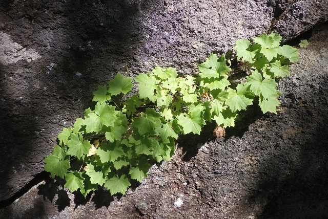 代替えテキスト