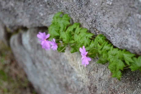 代替えテキスト