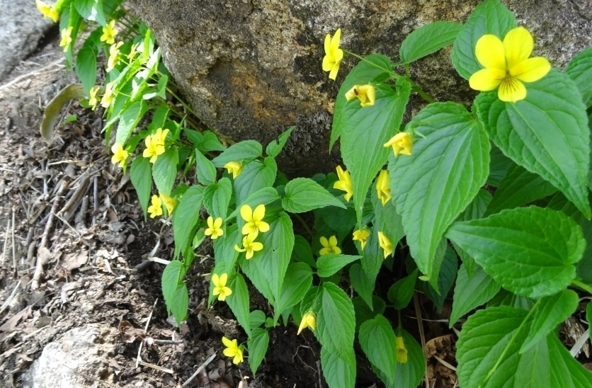 代替えテキスト