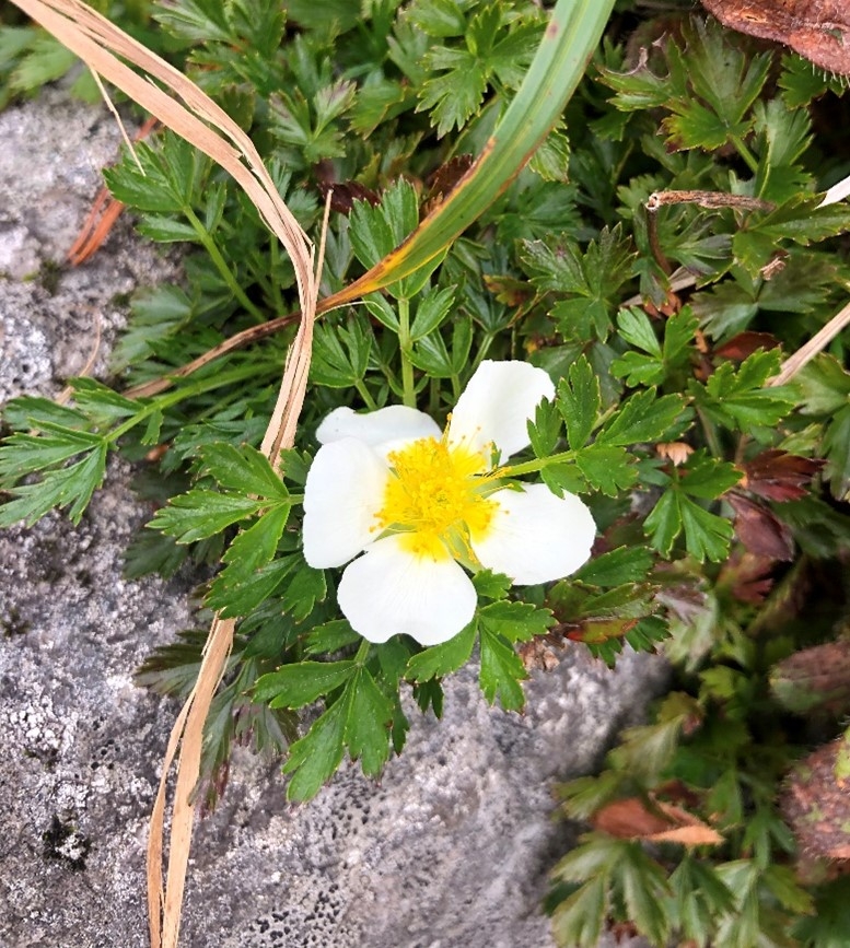 代替えテキスト