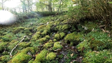 代替えテキスト