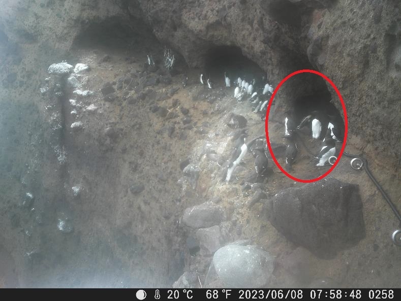 写真２　繁殖巣棚の右側の窪みに広がりを見せるウミガラス