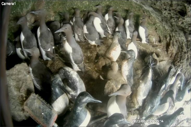 写真３　繁殖巣棚内の様子（6月25日　17:59撮影）