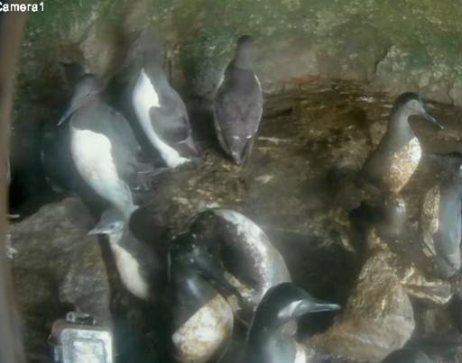 写真４　繁殖巣棚で育雛中のウミガラス（7月28日）