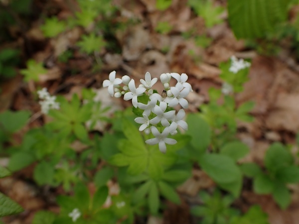 クルマバソウの画像