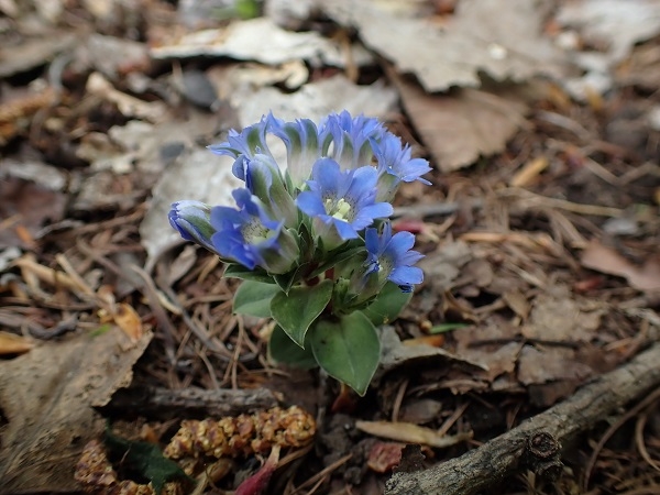 フデリンドウの画像