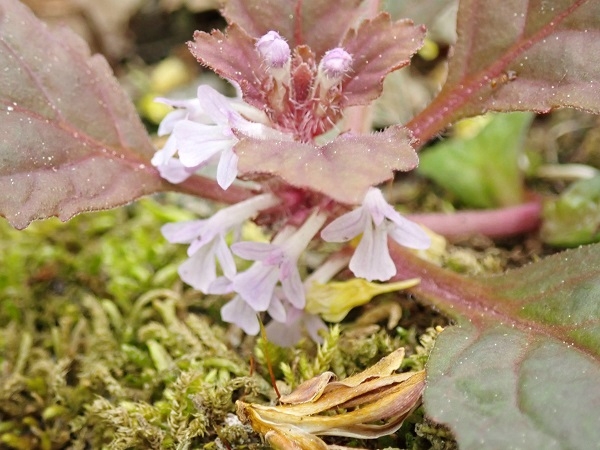 ニシキゴロモの画像