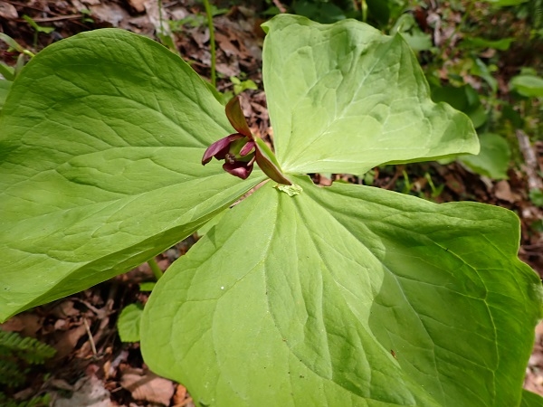 コジマエンレイソウの画像