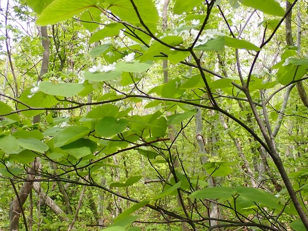 オオカメノキの画像