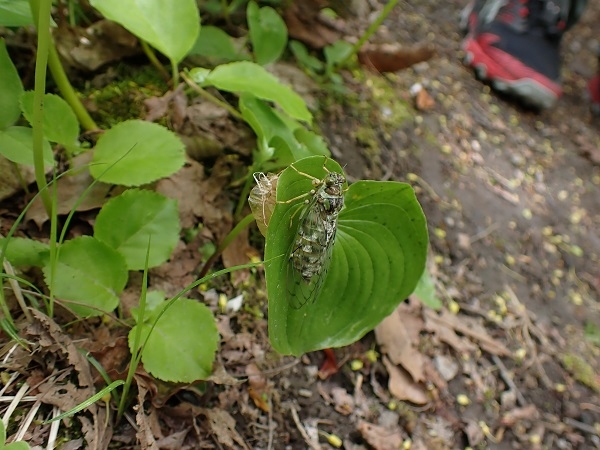 エゾハルゼミの画像