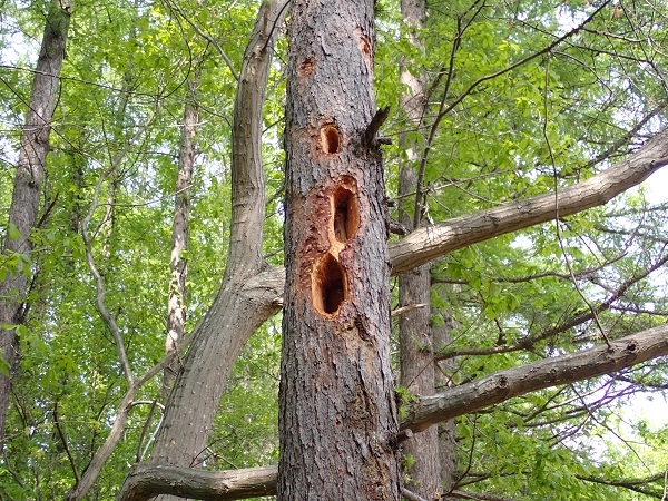 キツツキの穴の画像