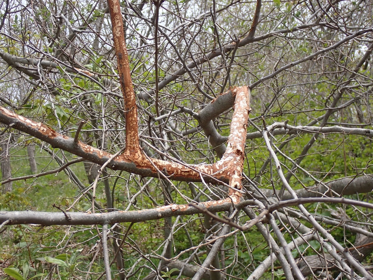 シカの食痕の画像