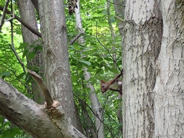 ＃エゾリスの写真/＃　