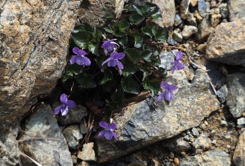 代替えテキスト