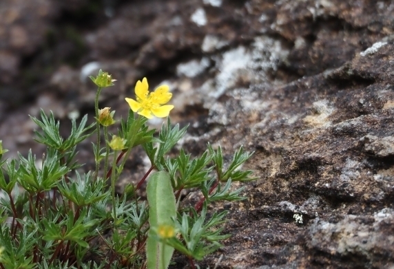 代替えテキスト
