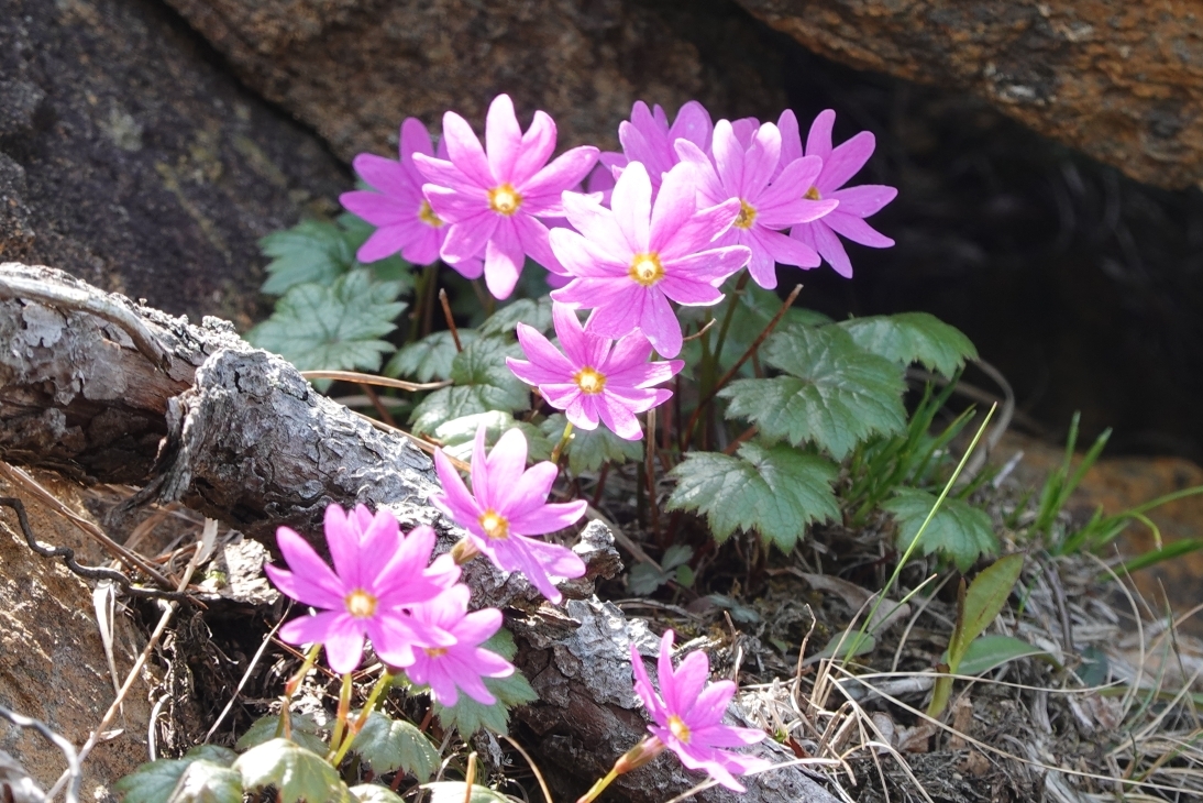 代替えテキスト