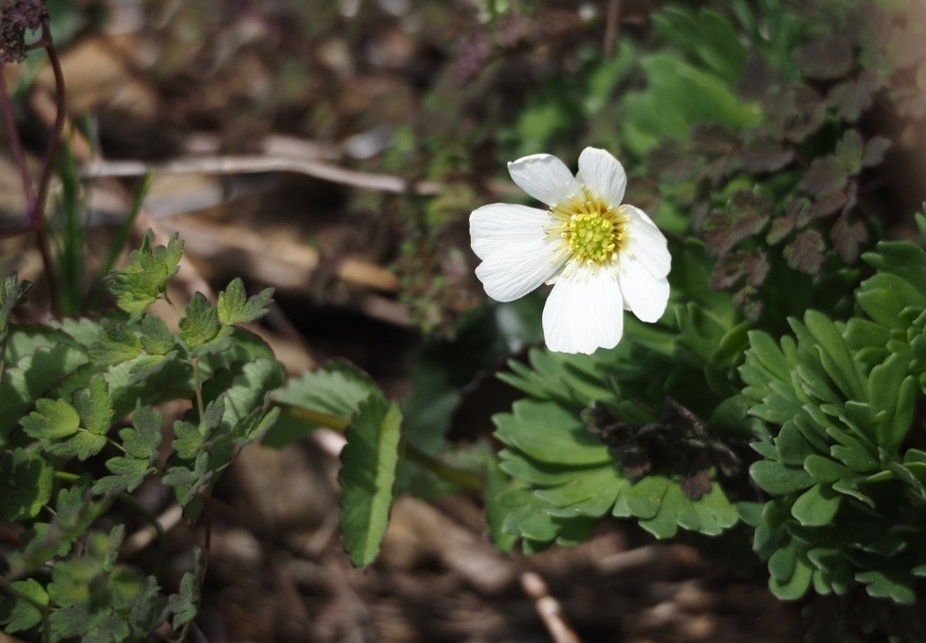 代替えテキスト