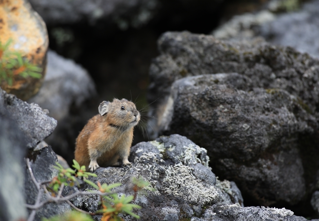 代替えテキスト
