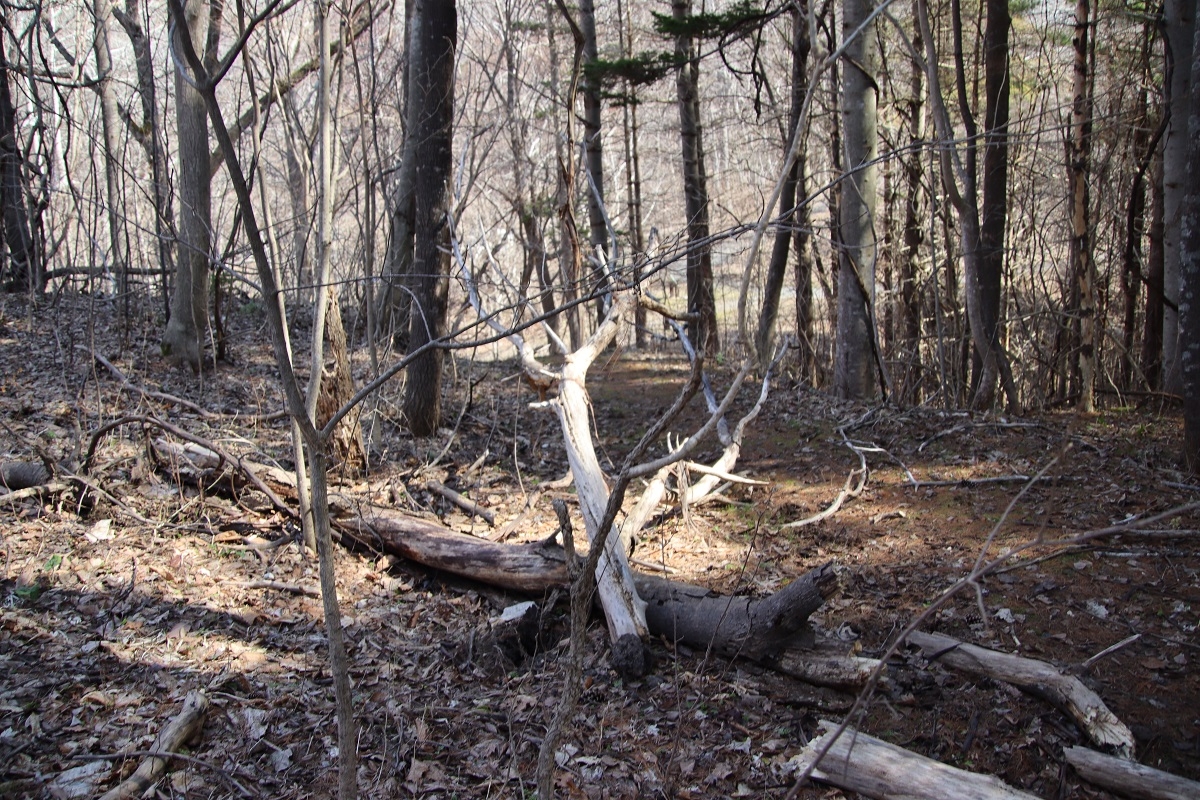 倒木の画像