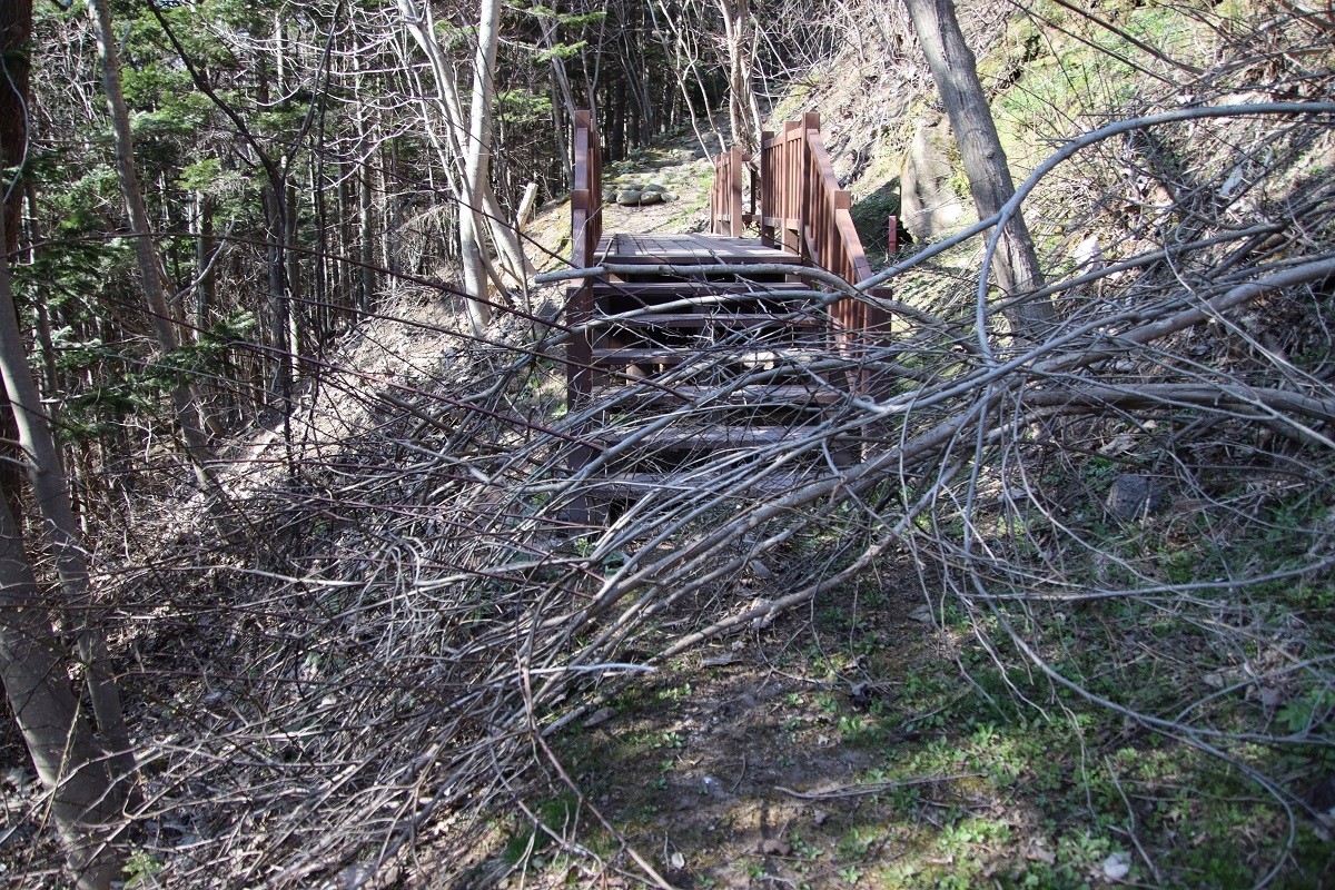 噴気孔の倒木の画像