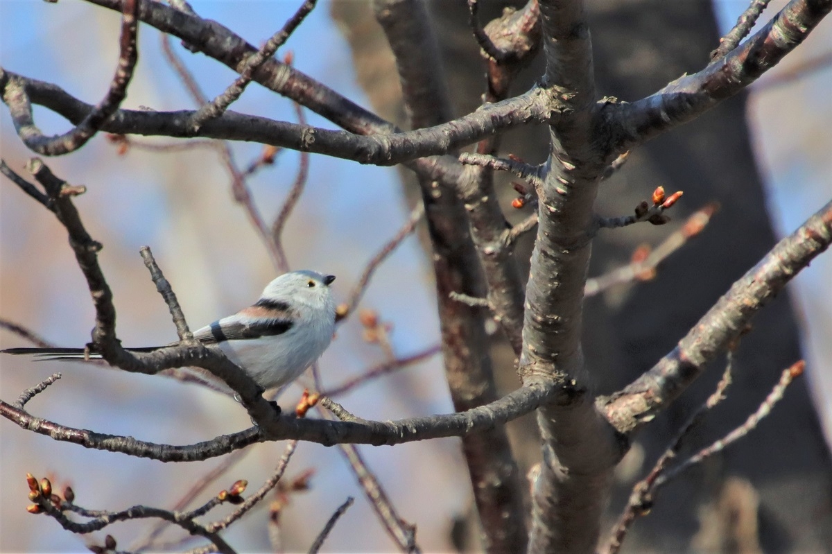 シマエナガの画像