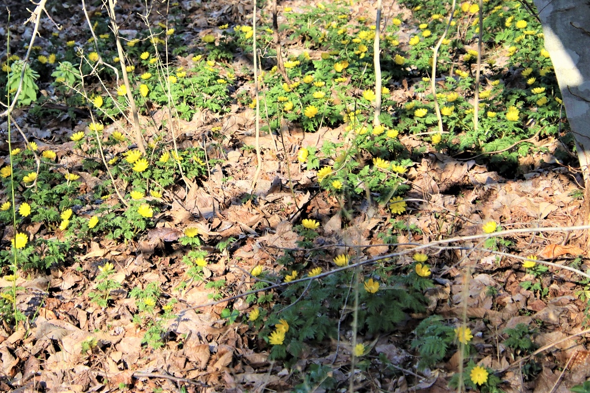 フクジュソウの画像