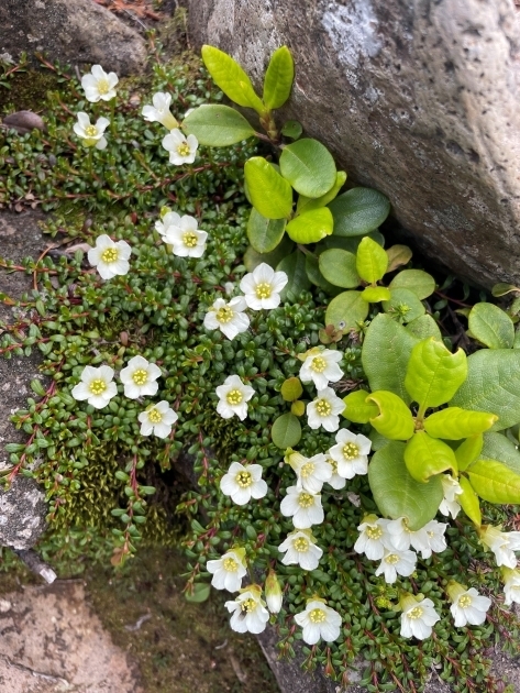 岩間に咲(さ)くイワウメ