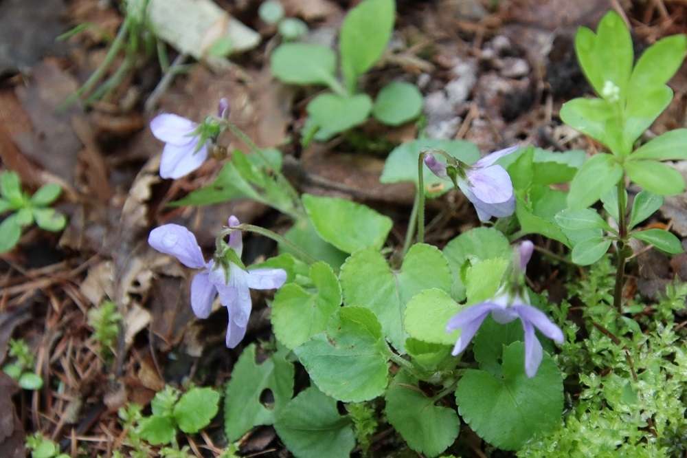 タチツボスミレ