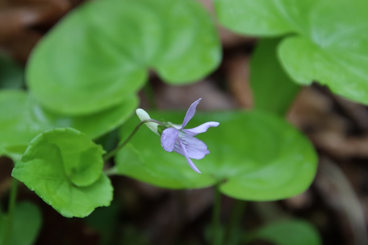 オオタチツボスミレ
