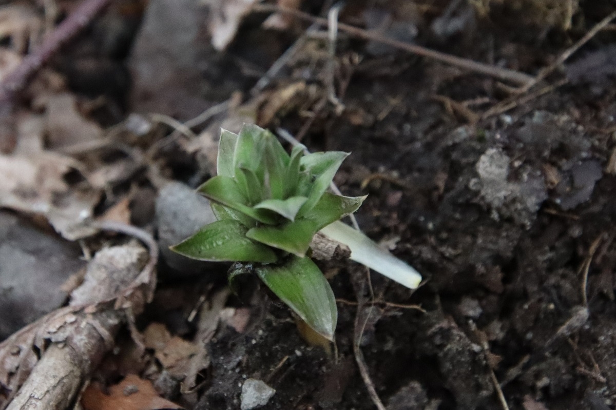 フデリンドウ花なし