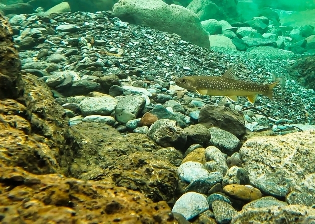 代替えテキスト