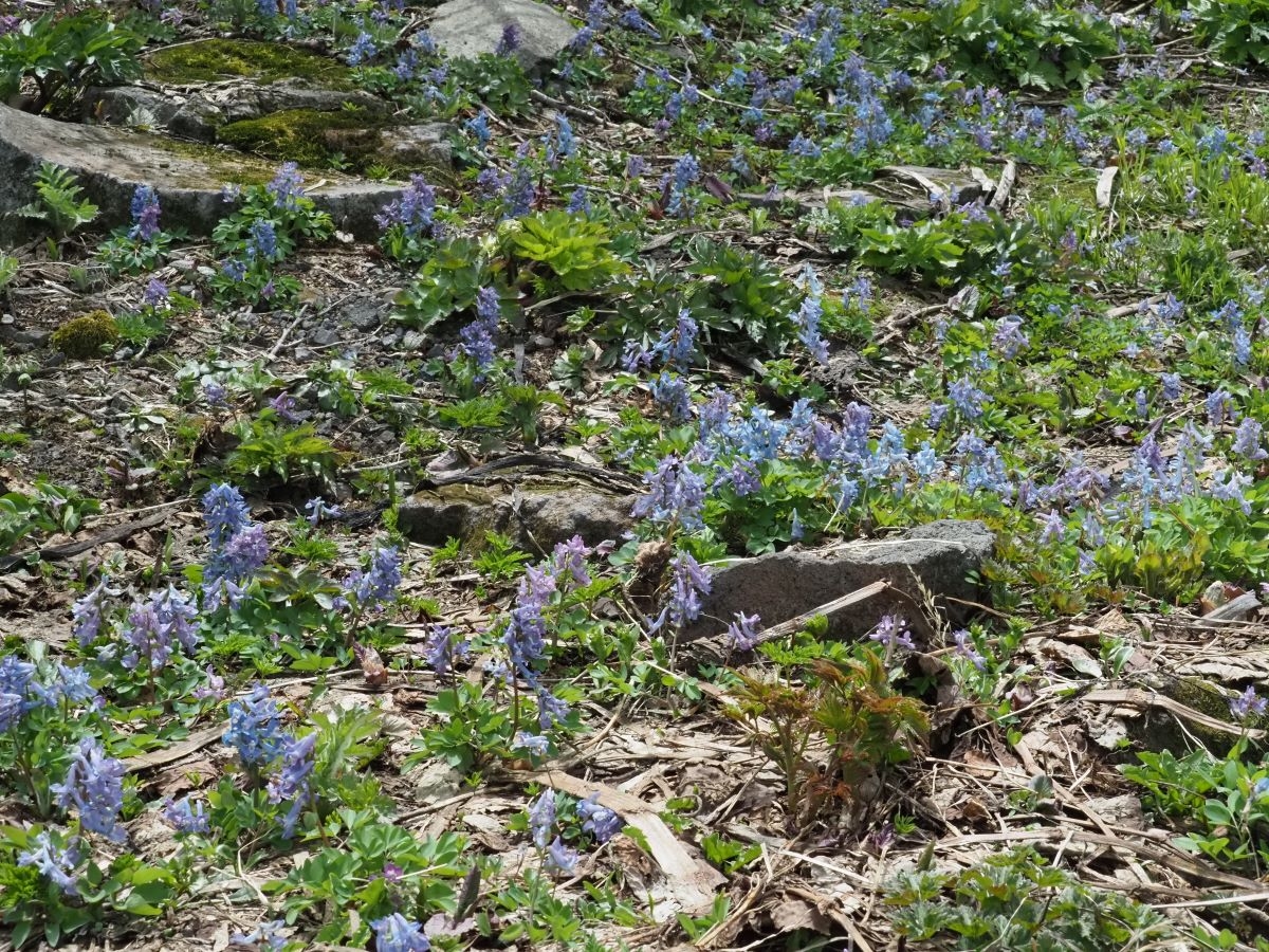 エゾエンゴサク