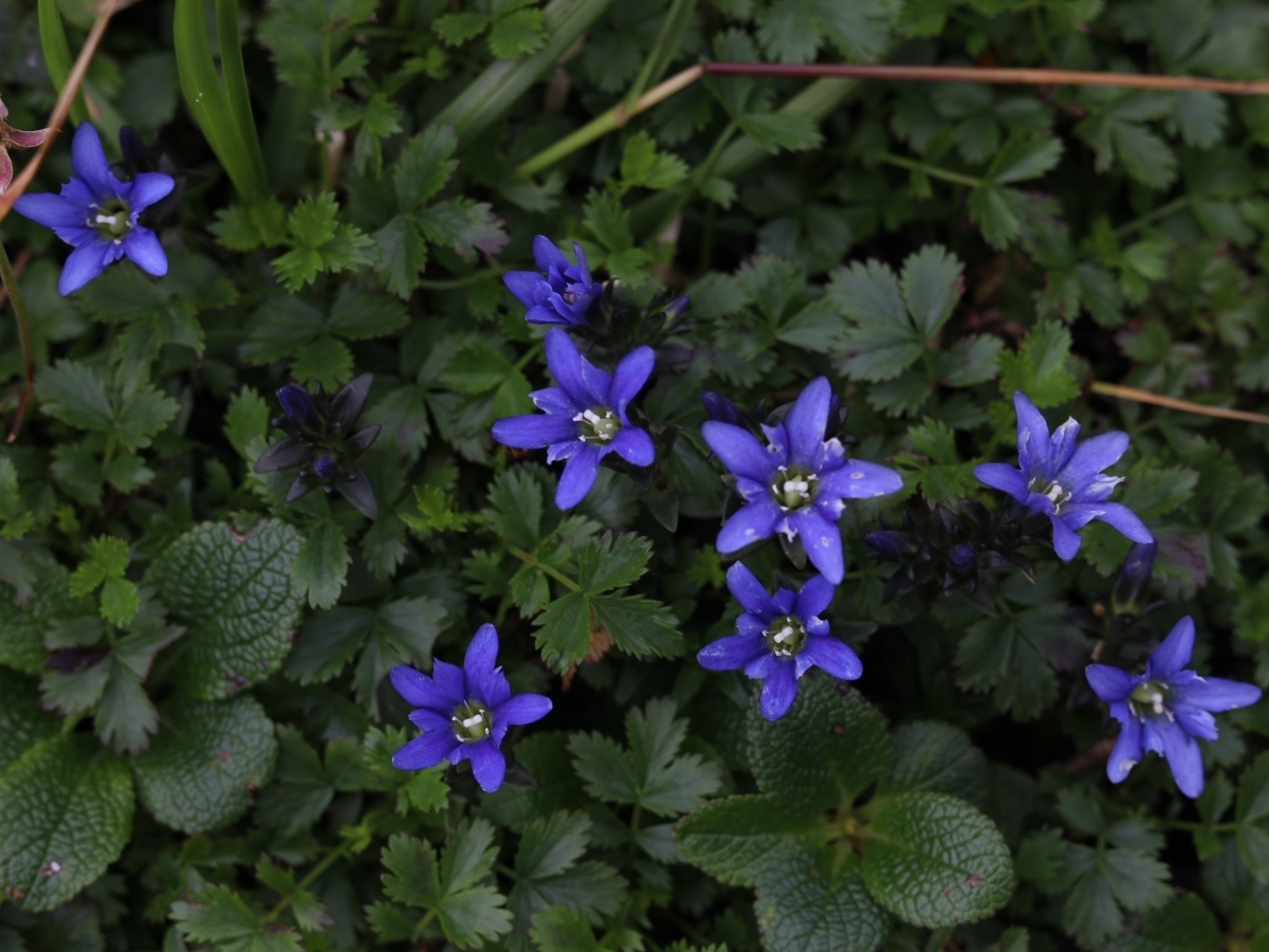 写真＿ミヤマリンドウ