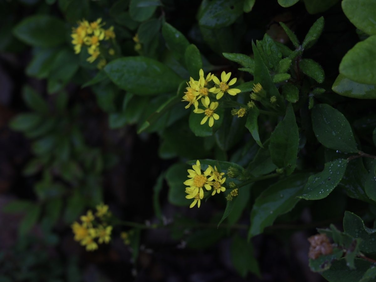 写真＿ミヤマアキノキリンソウ