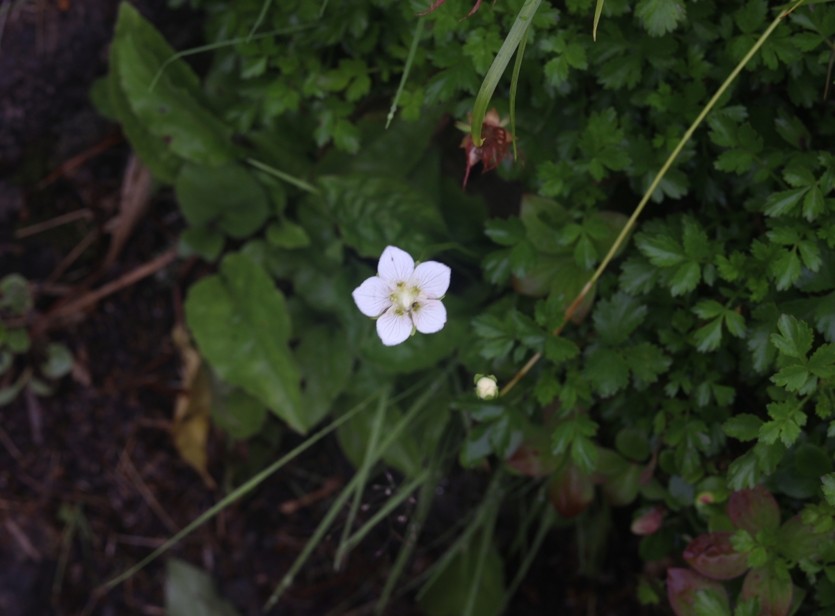 写真＿ウメバチソウ
