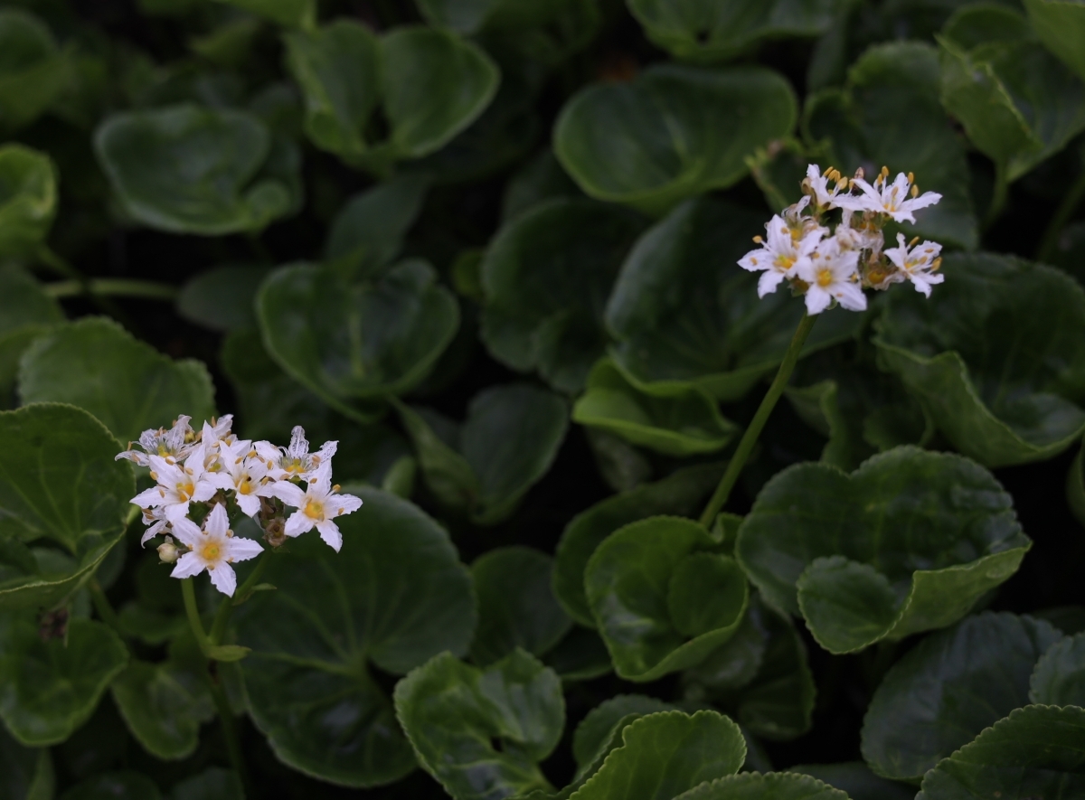 写真＿イワイチョウ