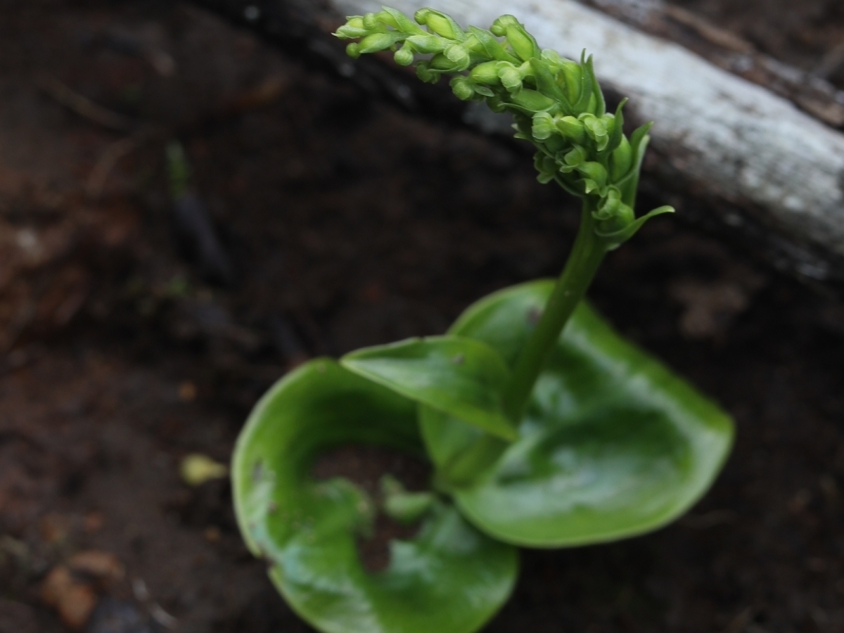 写真＿タカネトンボ（蕾）