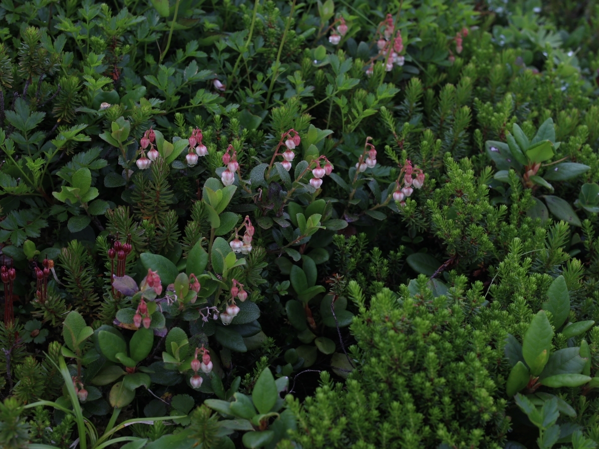 写真＿シラタマノキ