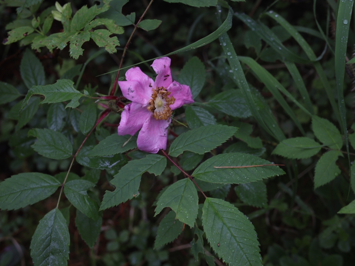 写真＿オオタカネバラ