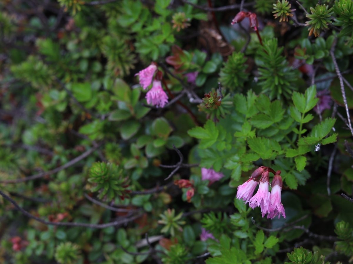 写真＿コイワカガミ