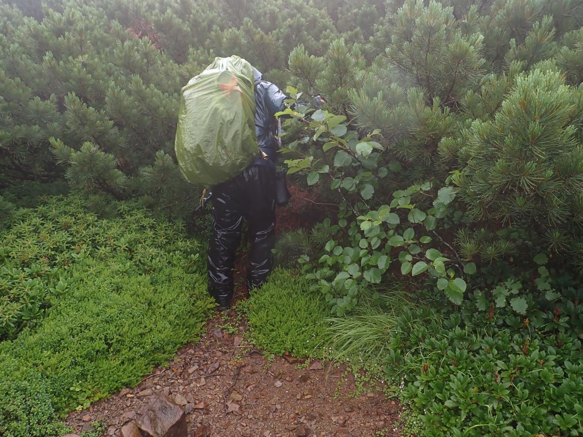 写真＿ハイマツの中の道に分け入る職員