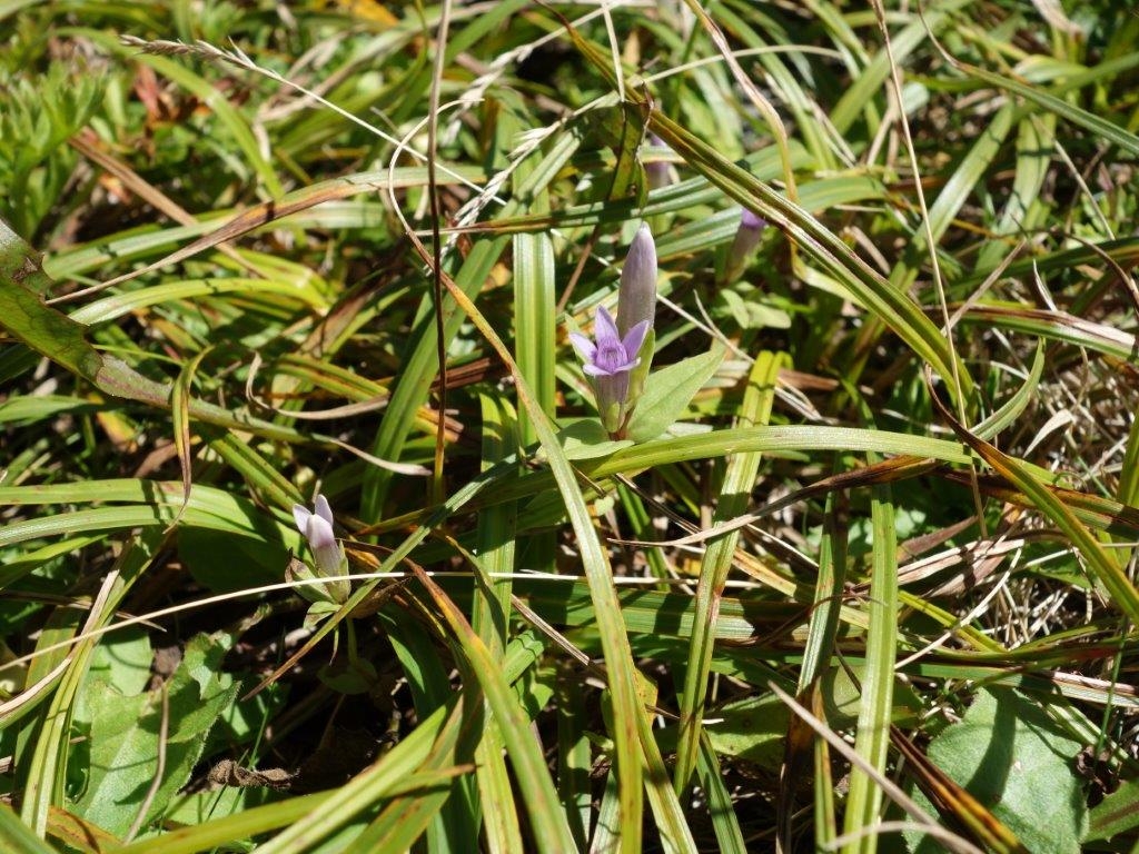 オノエリンドウ