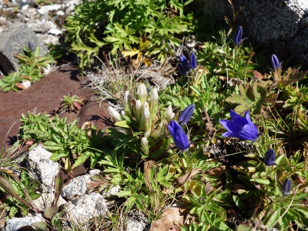 オノエリンドウとイワギキョウ